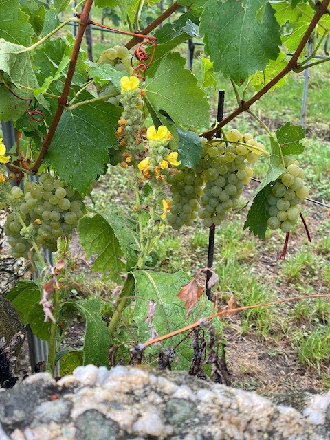 Pichler-Krutzler Riesling Loibenberg 2021