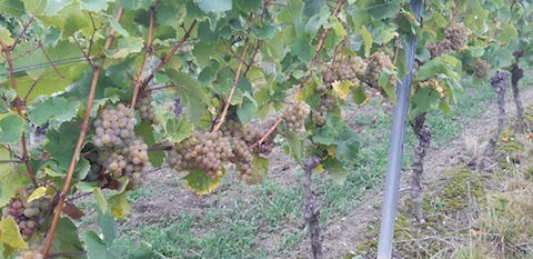 Büsser-Paukner Grauburgunder HAUSWEIN