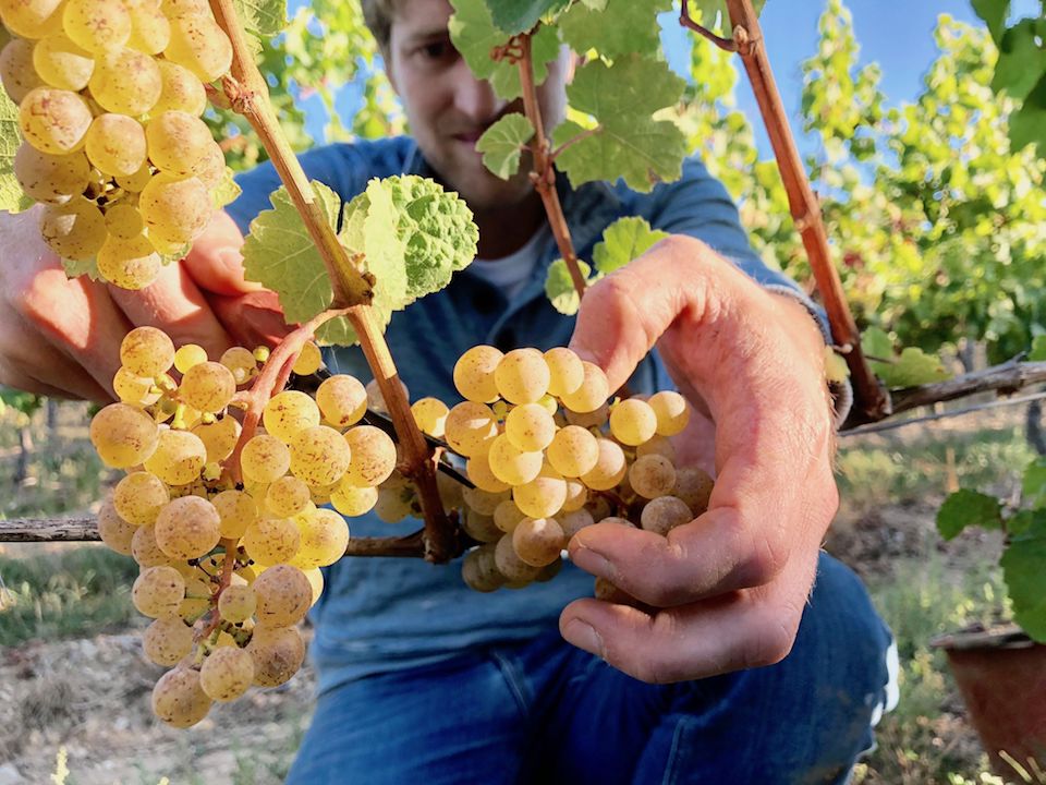 Peter Jakob Kühn Jacobus Riesling trocken 2022 BIO