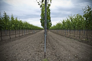 Weiss Simod Cabernet Sauvignon Zweigelt