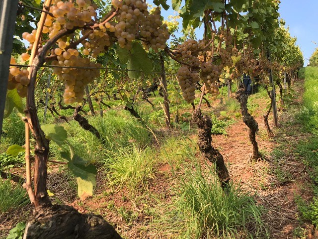 Battenfeld Spanier Blanc de Noirs 2017 Extra Brut BIO