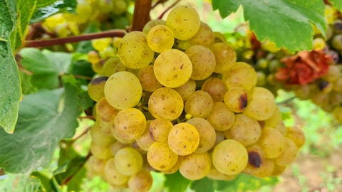 Tamashi der Wein zum Sushi