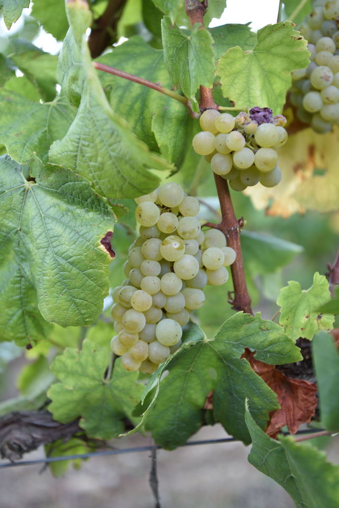 Kompassus Baga Reserva 2020 tinto