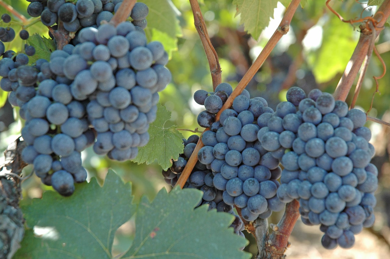 Nerone Negroamaro Primitivo
