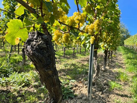 Kühling-Gillot Pettenthal Riesling Großes Gewächs 2020 BIO