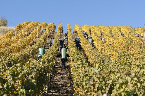Dönnhoff Höllenpfad im Mühlenberg Riesling GG 2020
