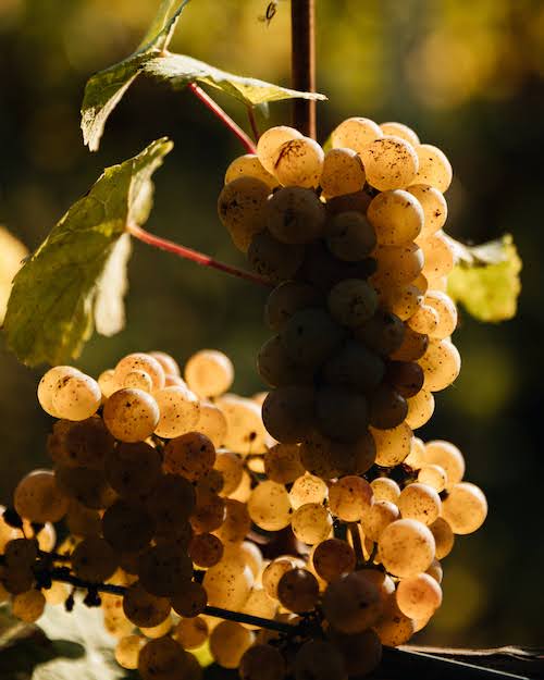Frank John Riesling Brut 50 BIO