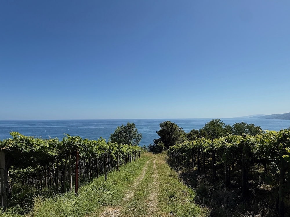 Agerre Txakoli
