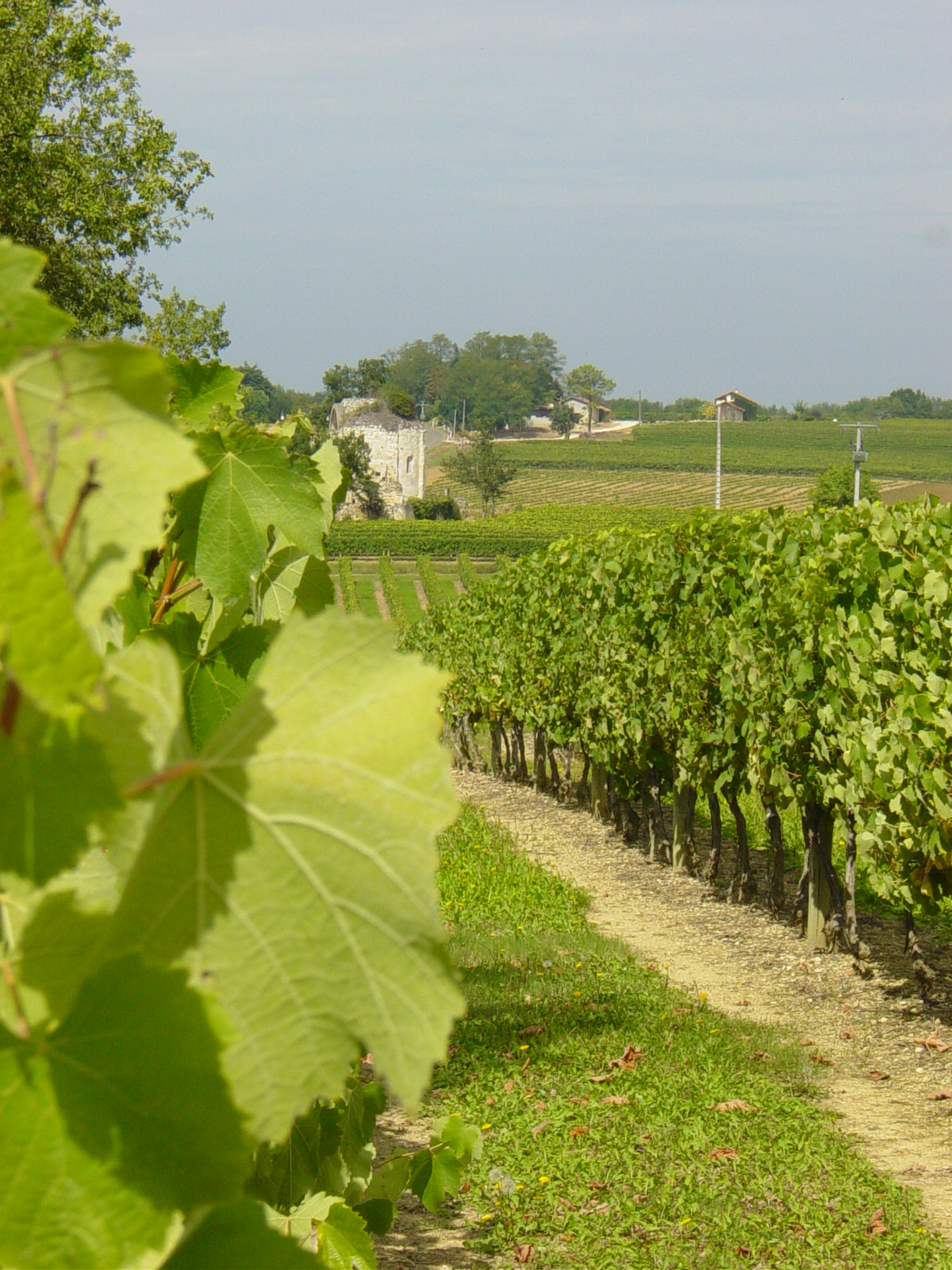 Domaine-Saint-Lannes-blanc-Cotes-de-Gascogne-2.jpg