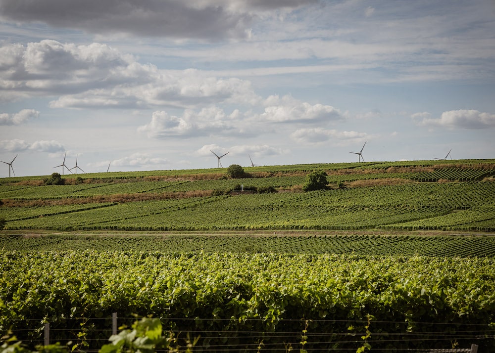 Weinreich Rosengarten Riesling 2021 BIO