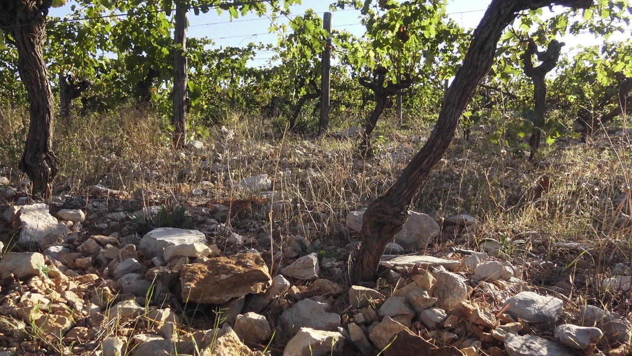 Orimos Chardonnay 2024