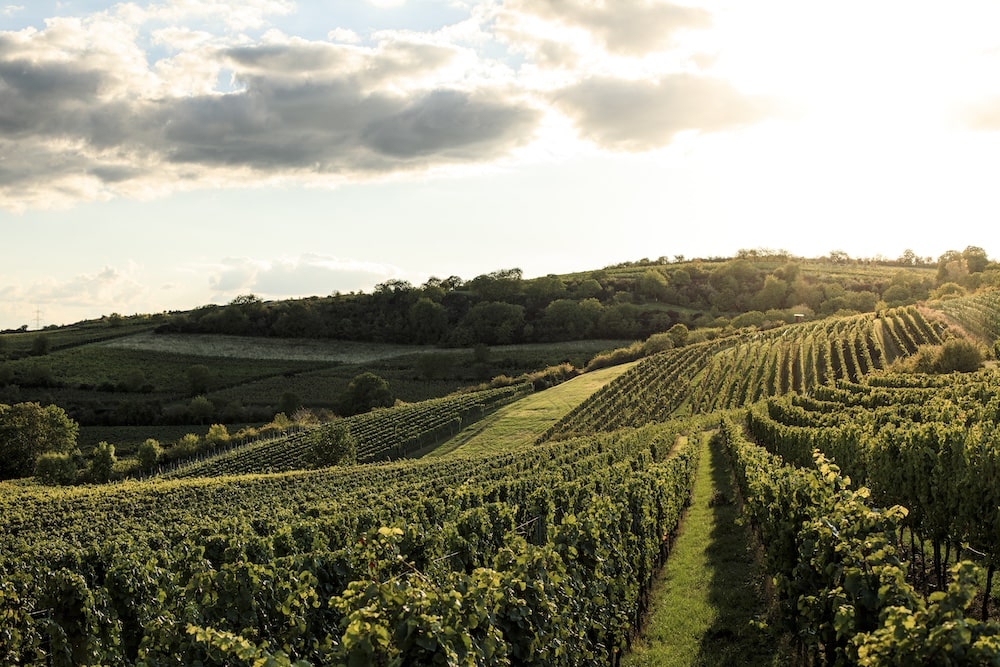 Weingut Metzger Grenache & Syrah Gutswein rose 2024
