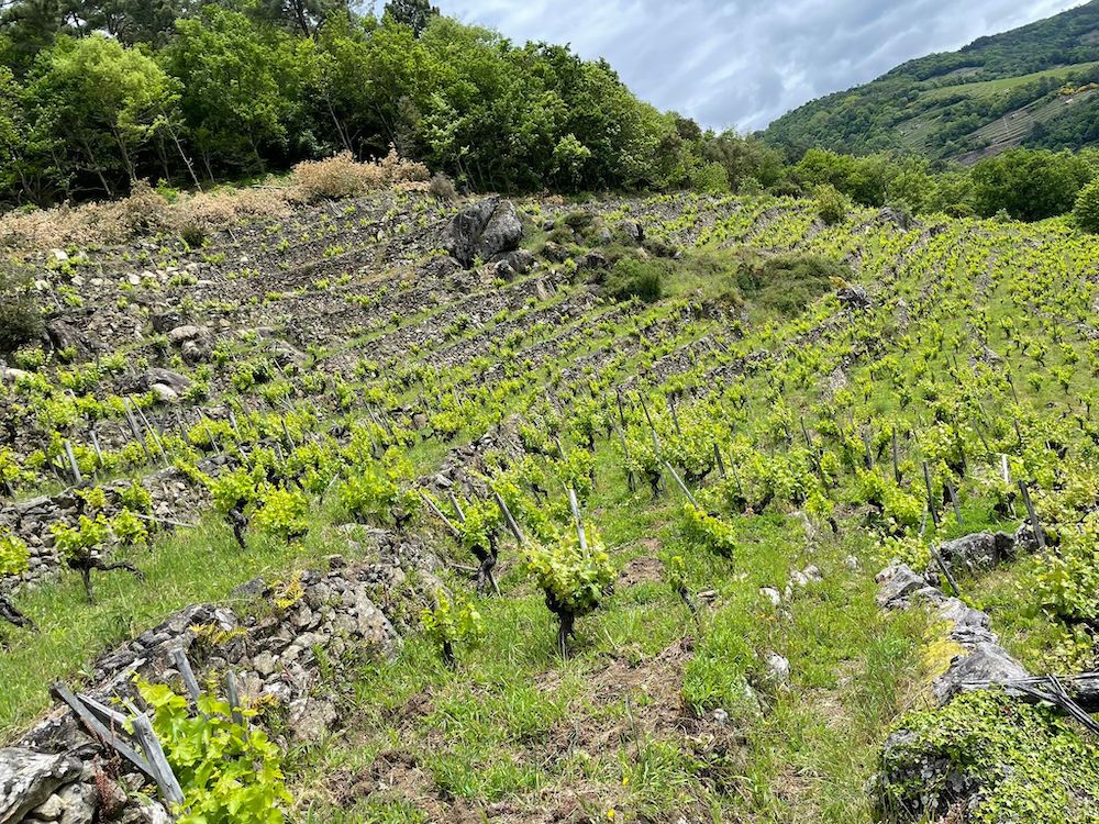 Quinta do Estranxeiro Penapedre 2021