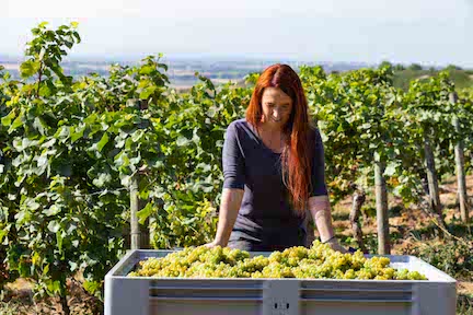 Schittler Becker Zornheim Sauvignon Blanc