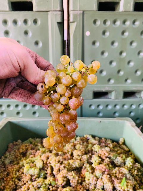 Weingut Andres Weißburgunder & Chardonnay BIO