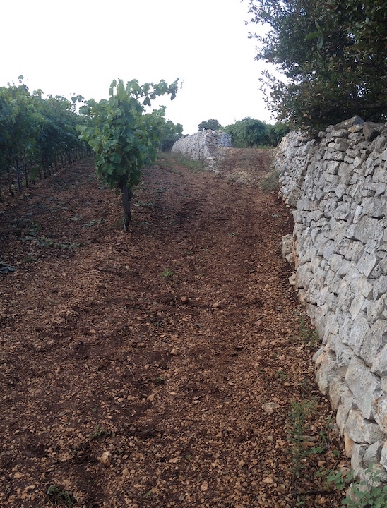 Cantina Angiuli Donato Primitivo Puglia Rosso