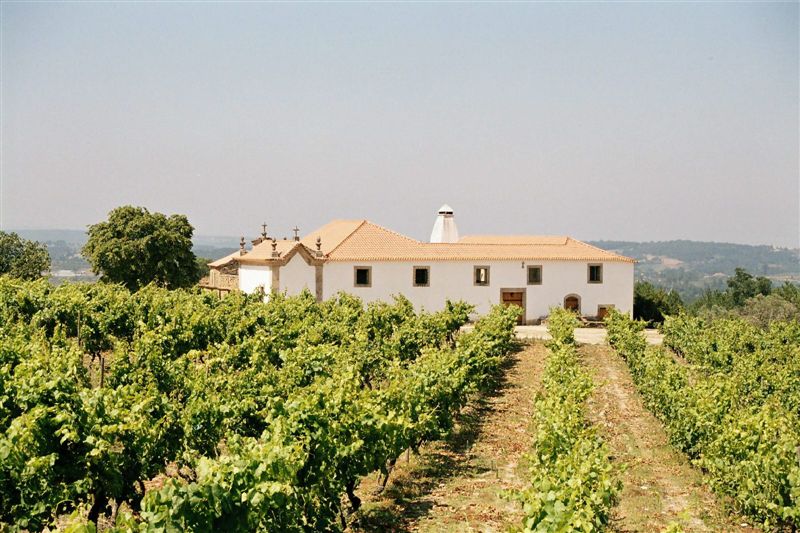Fento Wines