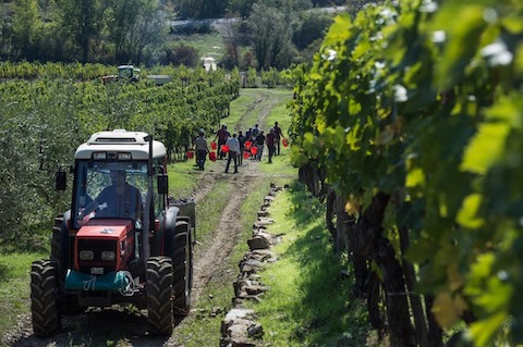 Montevertine Pian del Ciampolo 2023
