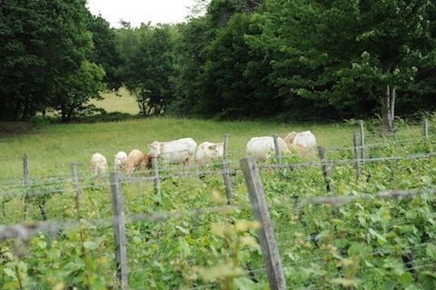 Odinstal Riesling 120 N.N. 2022 BIO