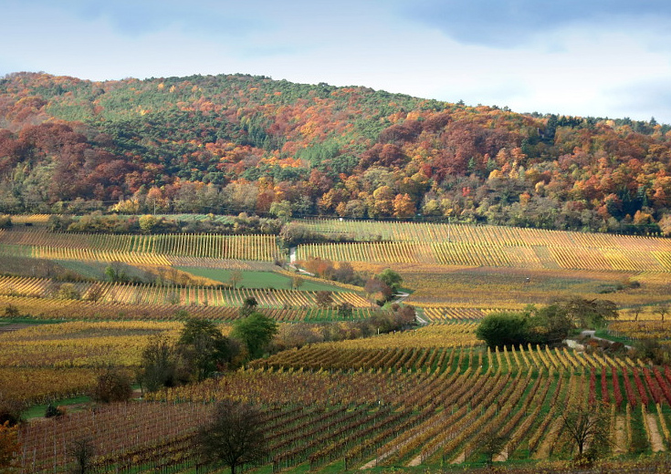 Weingut Dr. Bürklin-Wolf