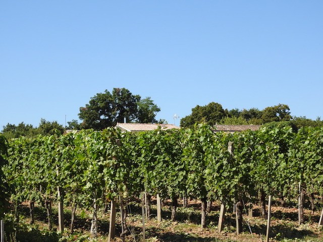 Chateau Aux Graves de la Laurence Ampelos Biturica 2016