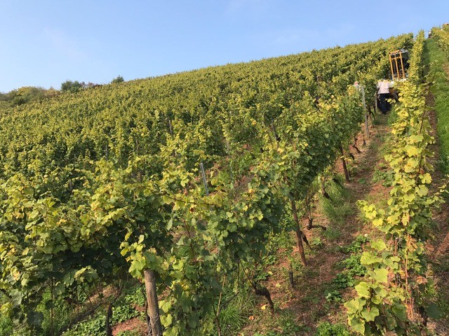 Battenfeld Spanier Zellerweg am schwarzen Herrgott Riesling GG 2024 BIO