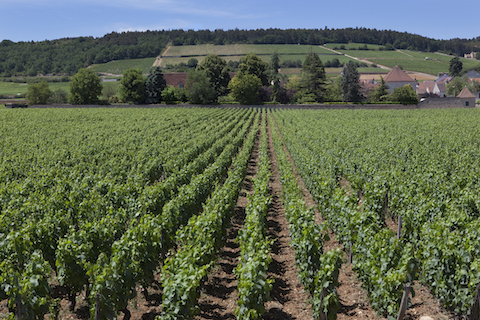 Dujac Morey St. Denis rouge 2023
