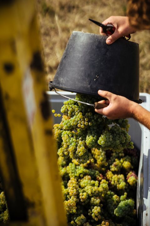 Weinreich Chardonnay und Weissburgunder BIO