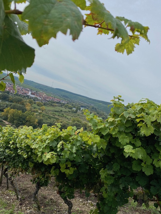 Richard Östreicher Chardonnay Rossbach 2021 BIO