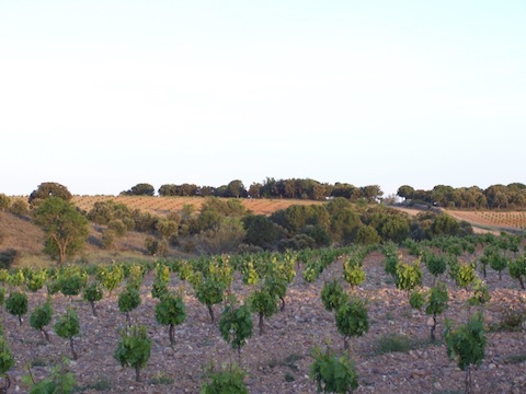 La Mula de la Quietud 2020