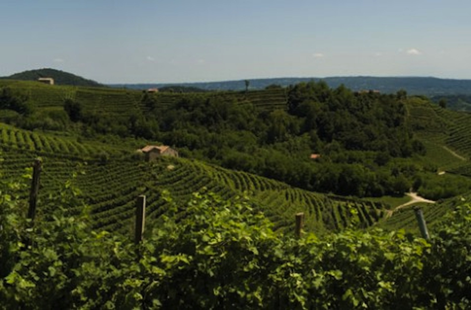 Sogno del Sud Nero d´Avola BIO