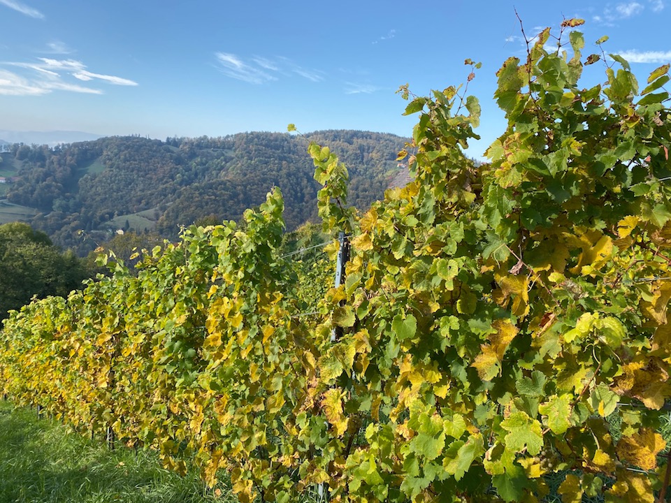 Wohlmuth Riesling Ried Edelschuh 2017