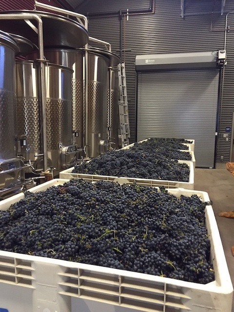 J Dusi Wines Model M 2023