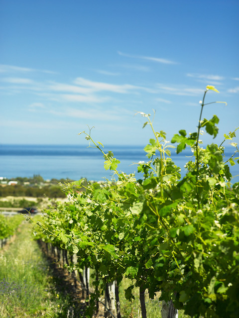 H by Haselgrove Chardonnay 2025