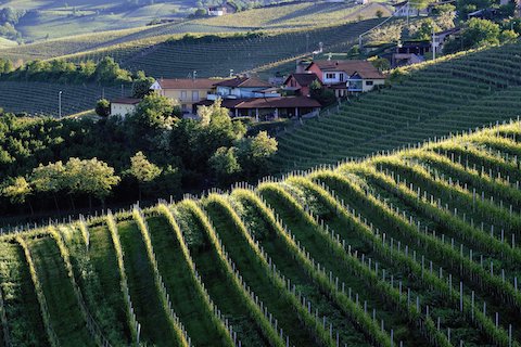 Fratelli Revello Langhe Nebbiolo
