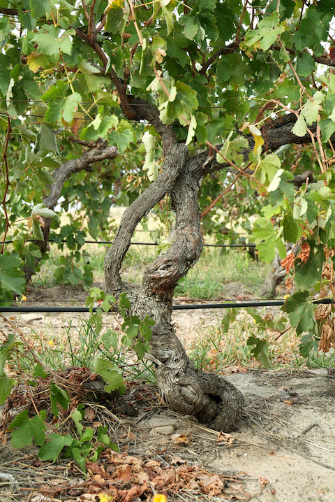 H by Haselgrove Chardonnay 2025