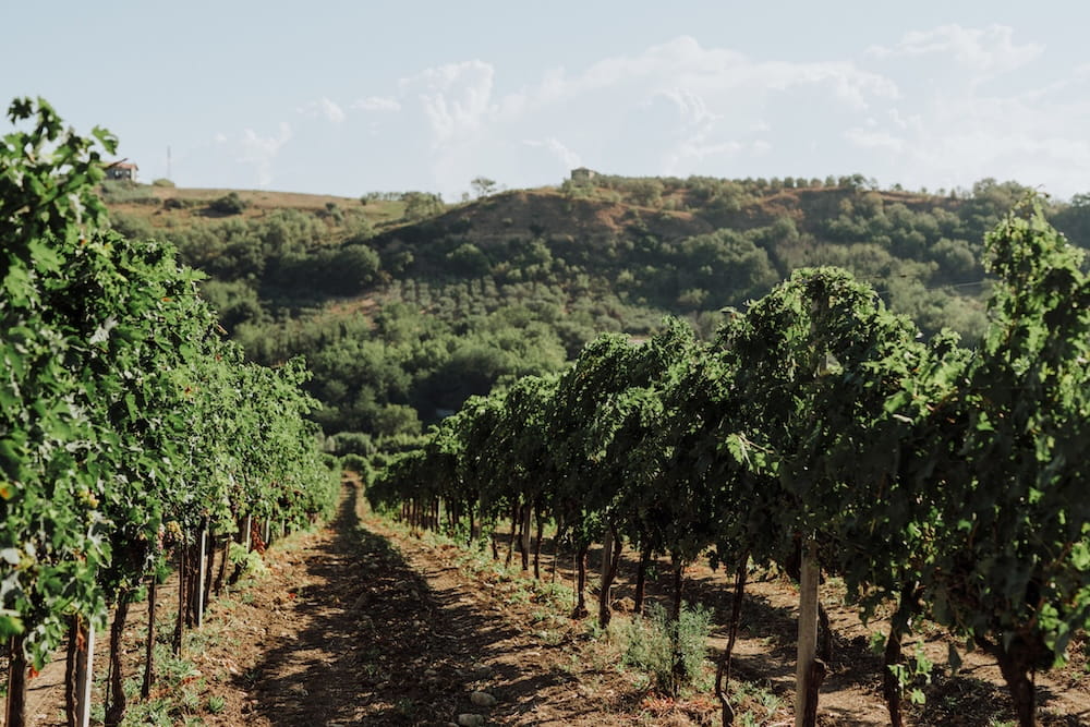 Jasci & Marchesani Cerasuolo d´Abruzzo rosato BIO