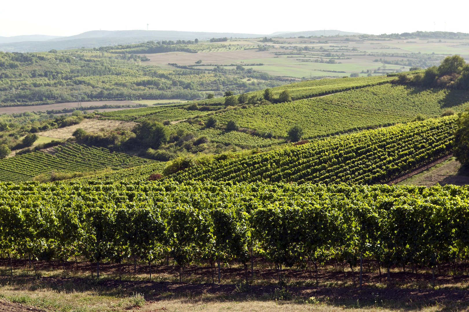 Weinberg Weingut Metzger
