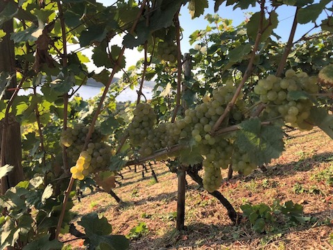 Battenfeld Spanier Hohen-Sülzen Riesling 1er C 2023 MAGNUM BIO