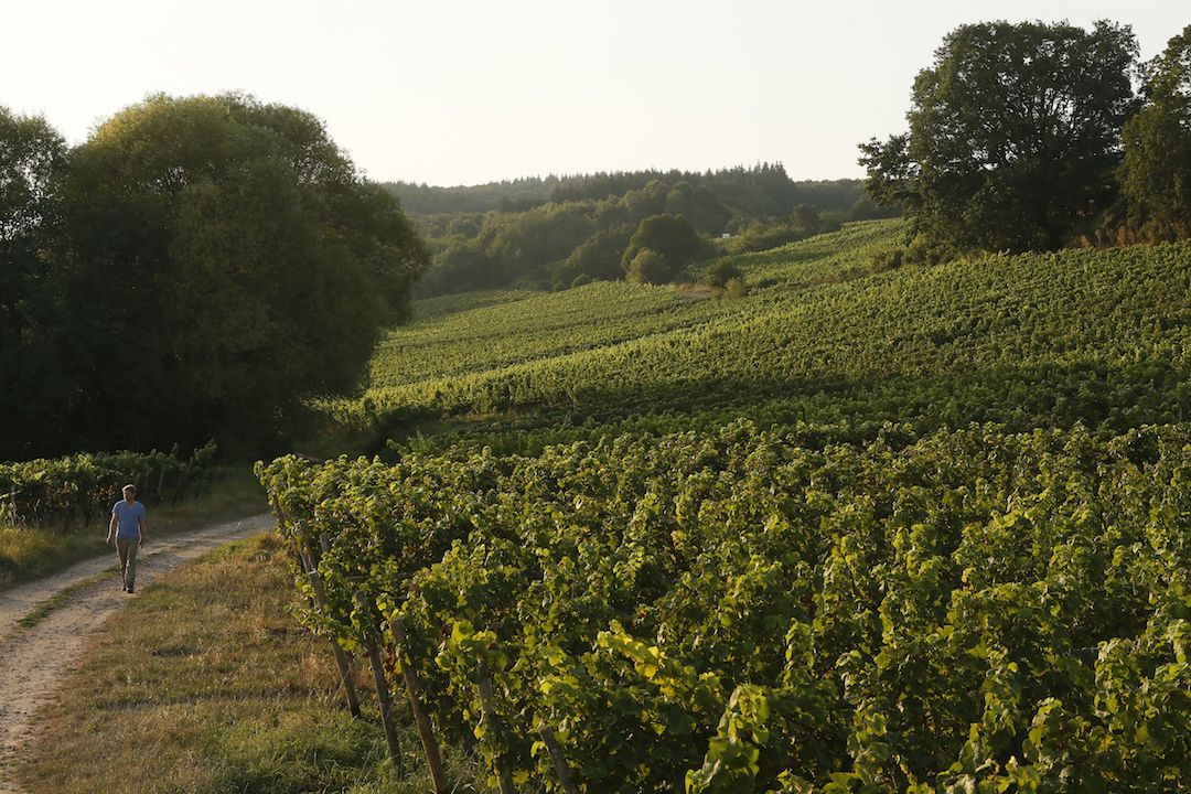 Peter Jakob Kühn Hallgarten Riesling Alte Reben 2022 BIO