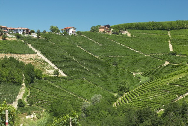 Massolino