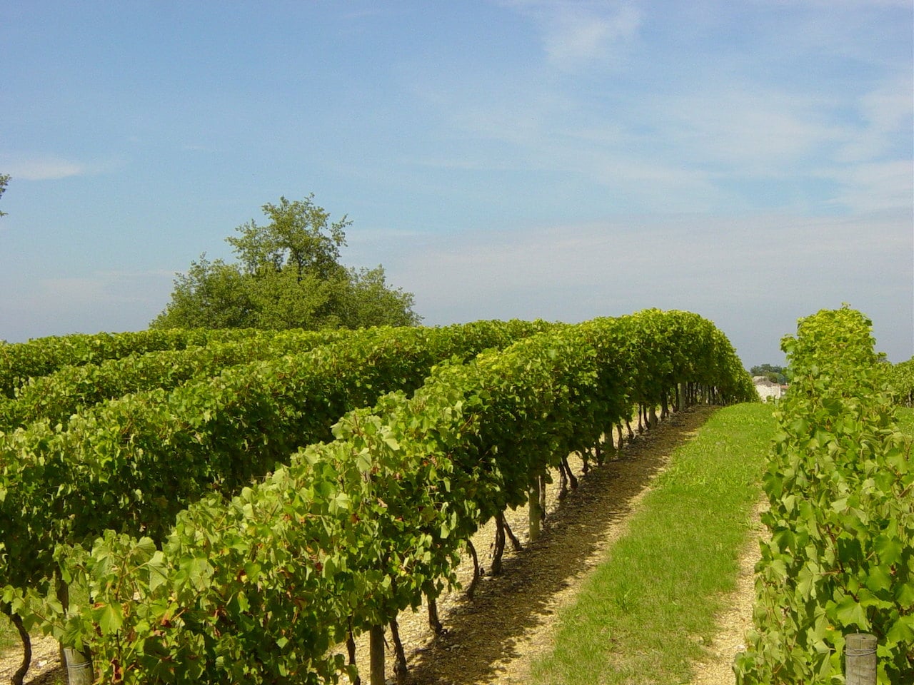 Domaine Saint-Lannes