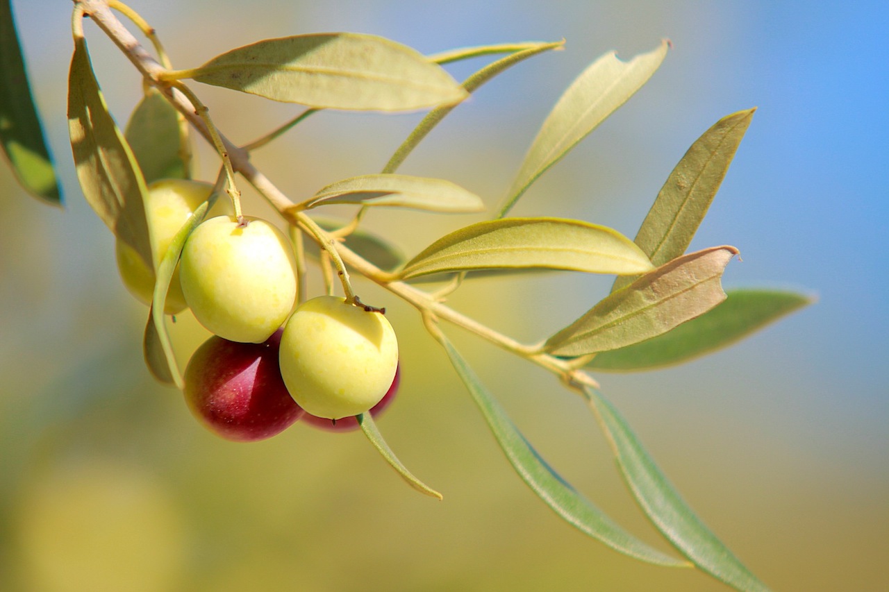 Olio Viola