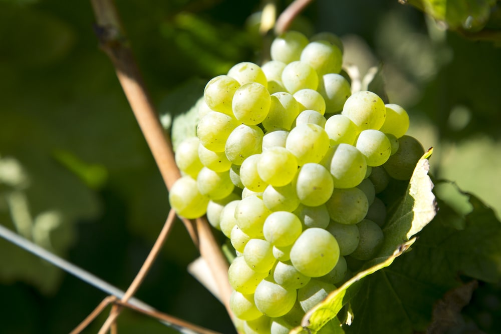 K5 Pilota Txakoli 2024