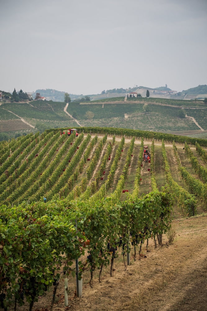 Vite Colte Barbera d'Asti Superiore La Luna e i Falo
