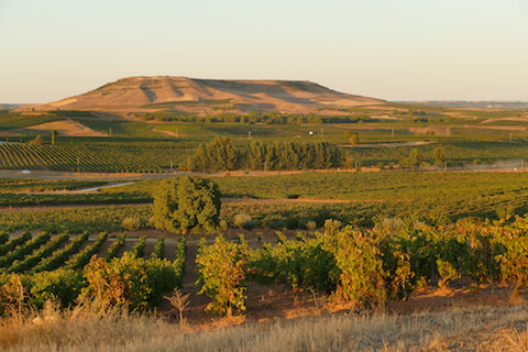 Protos Reserva 2020 tinto
