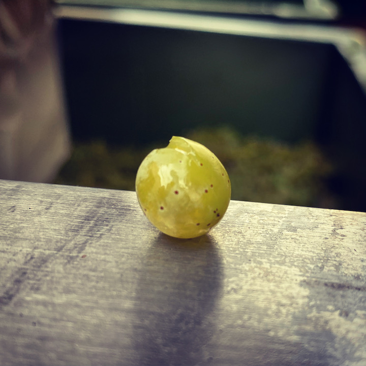 Weingut Metzger Traube