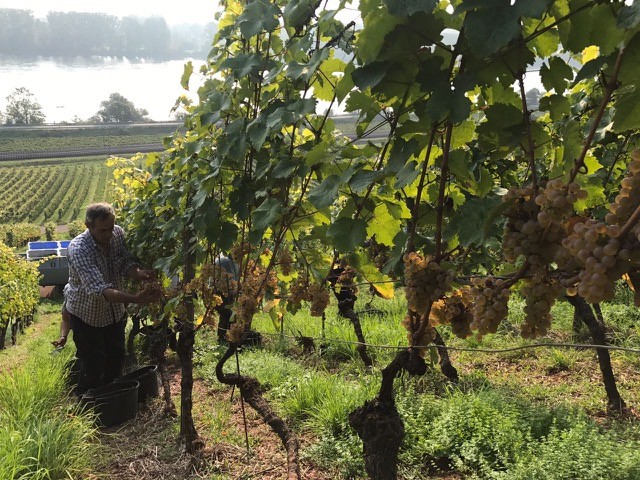 Battenfeld-Spanier Mölsheim Riesling trocken 2023 MAGNUM BIO