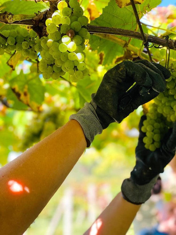 Al Oeste Albariño 2024