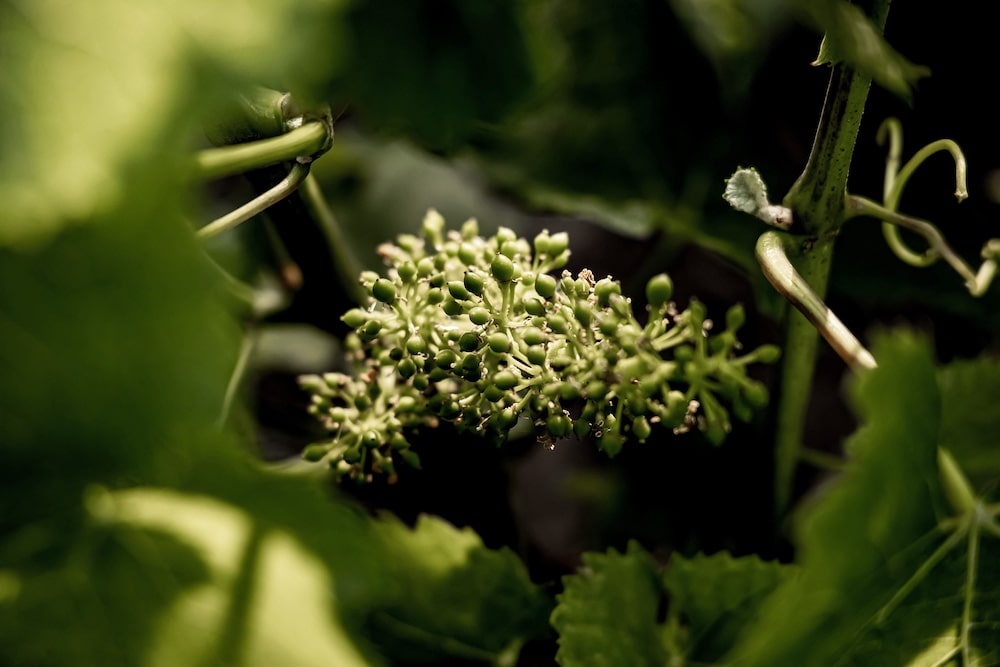 Champagne Cazé-Thibaut Le Chemin des Plants 2020